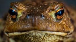 žába toad-3414441 1280